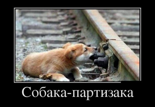 Демотиваторы дня