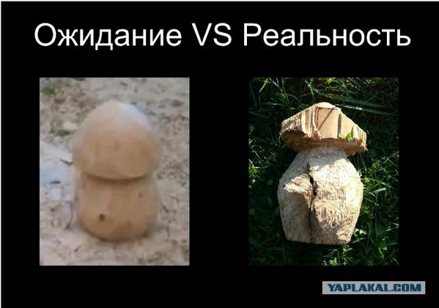 Как нарисовать сову