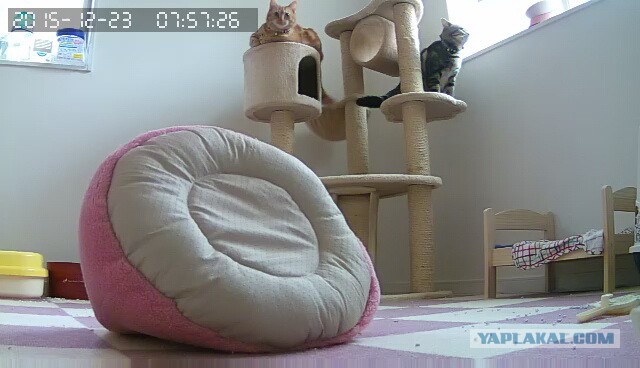 За что я люблю китайцев