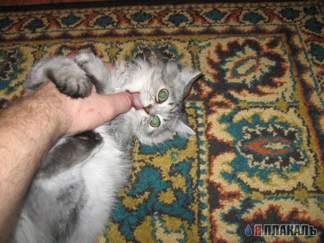 Когда кота прет не по детски