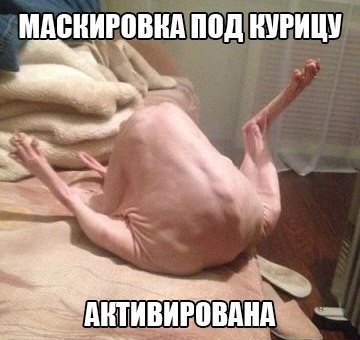 Ужасы и приколы из соцсетей 18+