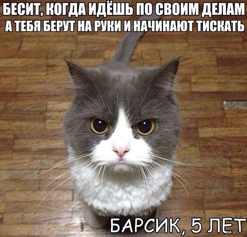 Хмурая кошка стала новой звездой сети