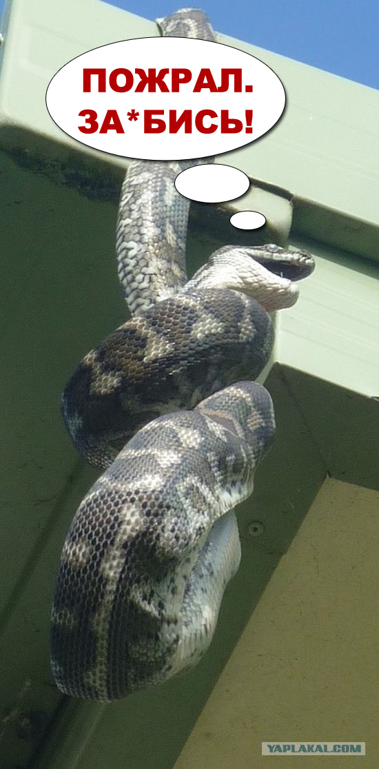 А тем временем в Австралии