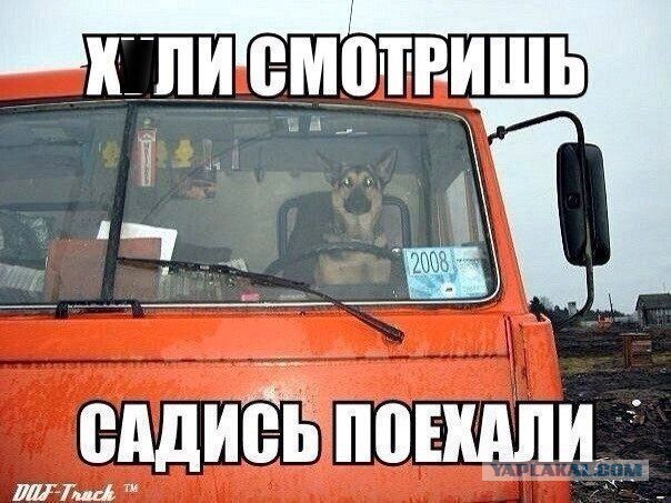 Собакены «с человеческим лицом» :)