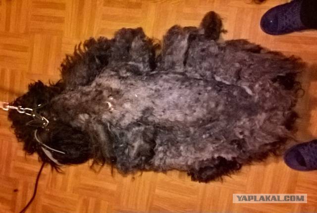 Помогите потеряшке! Ищем старых хозяев Керри Блю Терьера