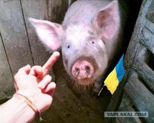 СМИ: 64% голландцев высказались против ассоциации Украины с ЕС