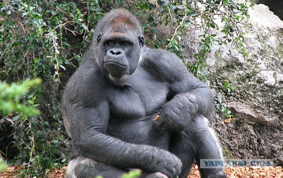 Губки бантиком (пошло)