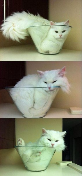 Прикольные животные