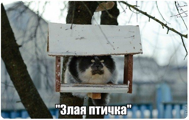 Прикольные животные