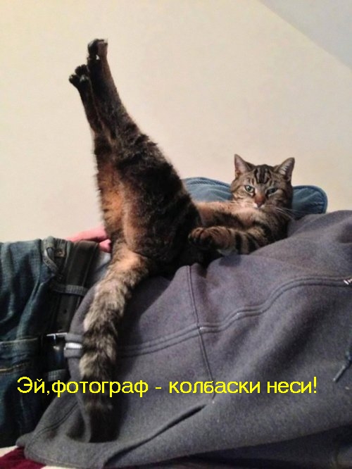Коты из сети