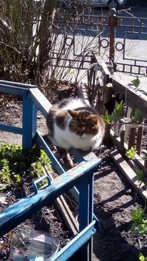 Котовторник 06.12.2016
