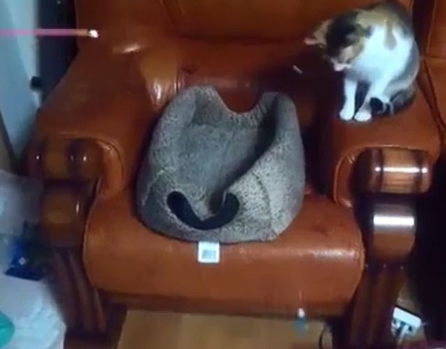 Коты из сети