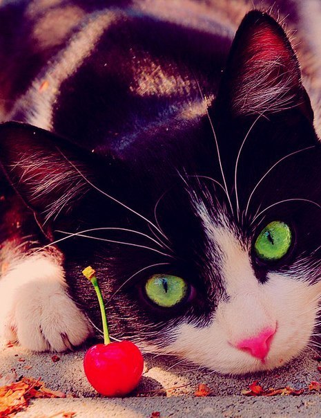 Коты из сети