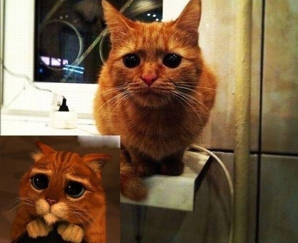 Коты и Кошки