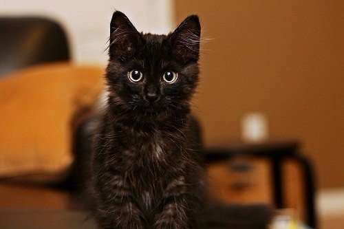 Коты и Кошки