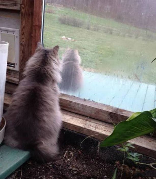 Коты и Кошки