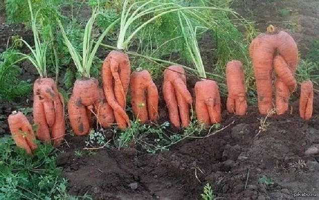 В Ульяновске 14-летнюю "маленькую мисс Россия" изнасиловали морковью на вписке