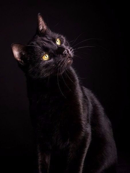 Коты и Кошки
