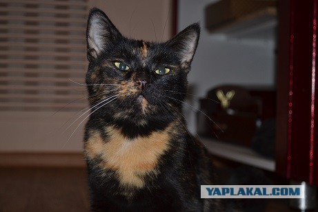 Злые русские кошки