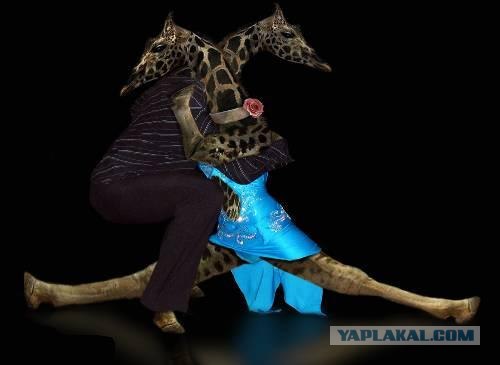 Животное искусство танца