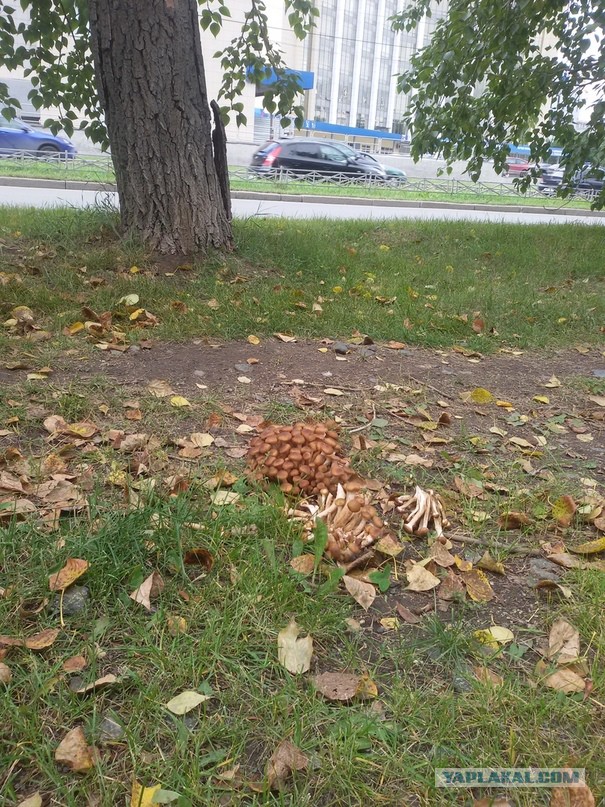 Последние тёплые дни, поход за грибами