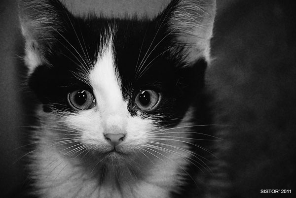 Котовторник, для любителей кошек