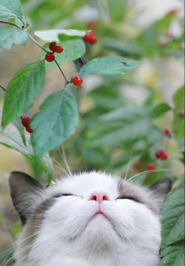 Прикольных котов пост