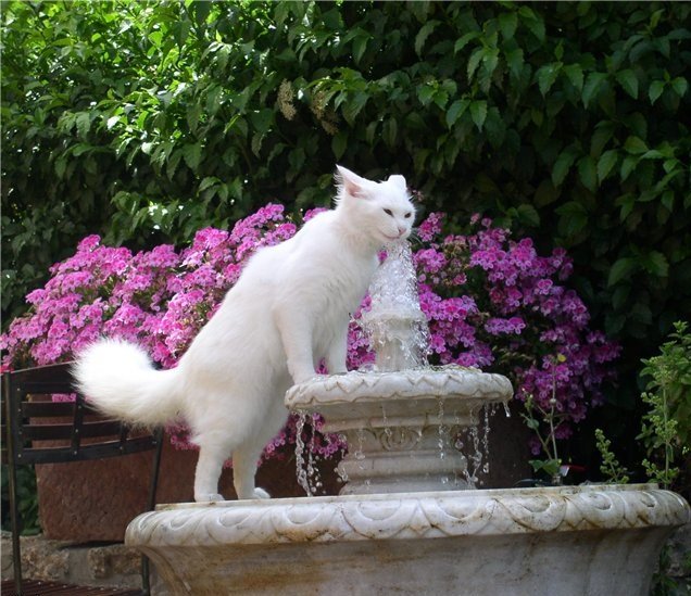 Котовторник: Кошки и ягнёнок