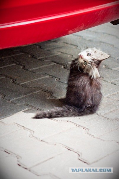 Котовторник 13.12.11 - магическе числа