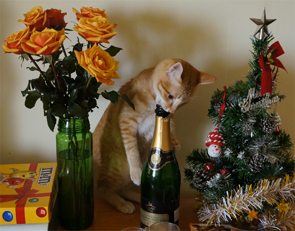 Котовторник (10.01.2012)