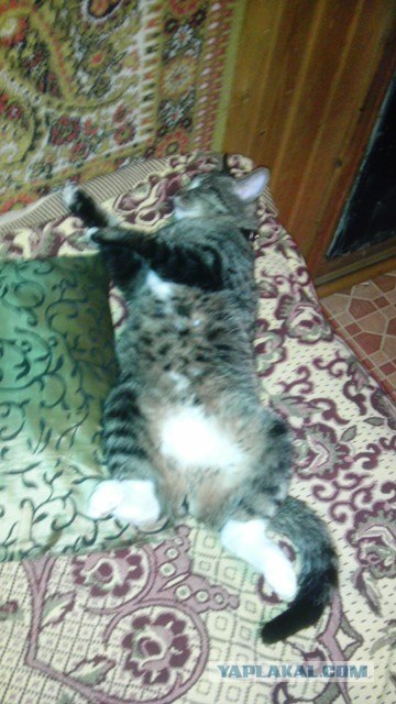 Котовторник! 13.03.2012