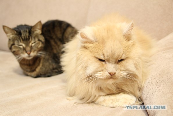 Котовторник 17.04.2012