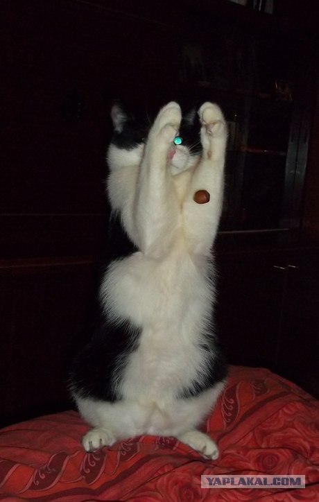 Котовторник 22.05.2012