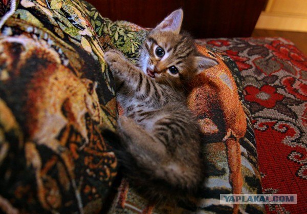 Котовторник 24.07.2012