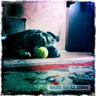 Собакочетверг