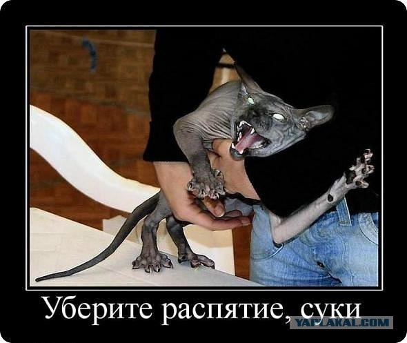 я не поклонник котов, но этот - какой-то демон-кот