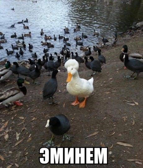 Просто картинки
