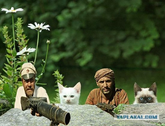 Фотожаба:Коты в засаде
