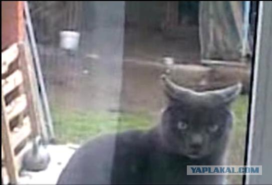 Упаковывание кота