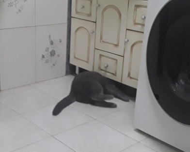 Котовторник 11.01.22