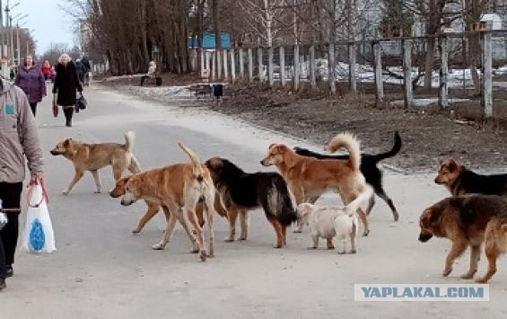 «Делают из человека кормовую базу». ФСБ просят проверить депутата Госдумы Бурматова
