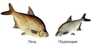 Хороший полицейский