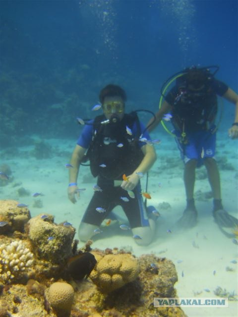 Как я ездил в Египет