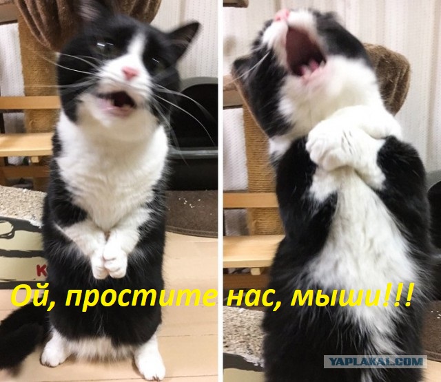 8 картинок с подписями, коллеги!