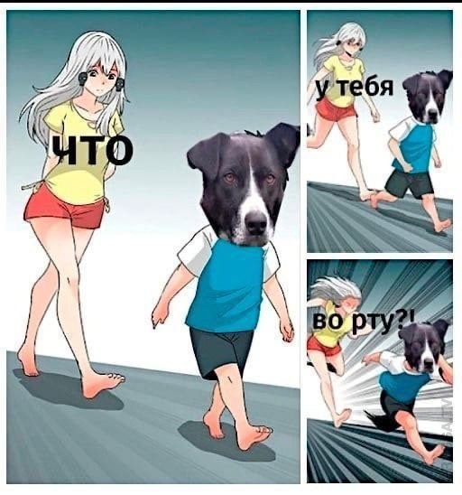 Картинки из Дристоля