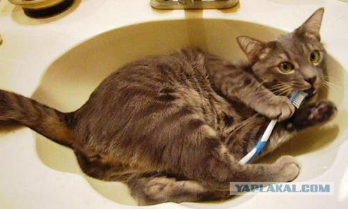 Все котики делают это