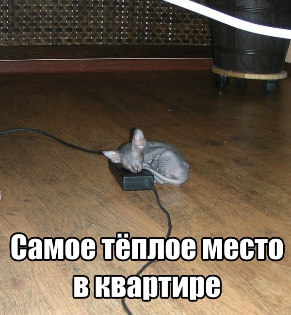Жизнь домашнего приюта "Котоленд" 435