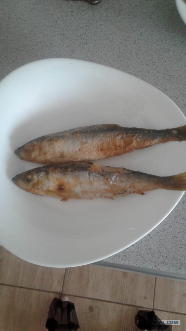 Про салаку