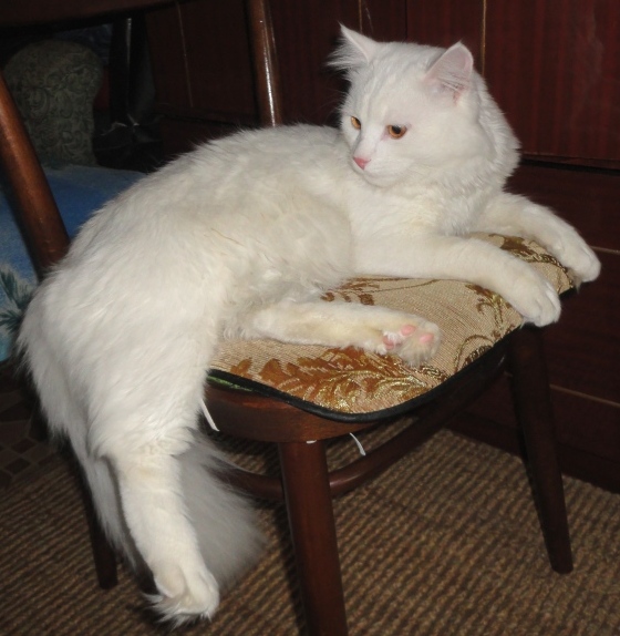 Котовторник 25.06.2013