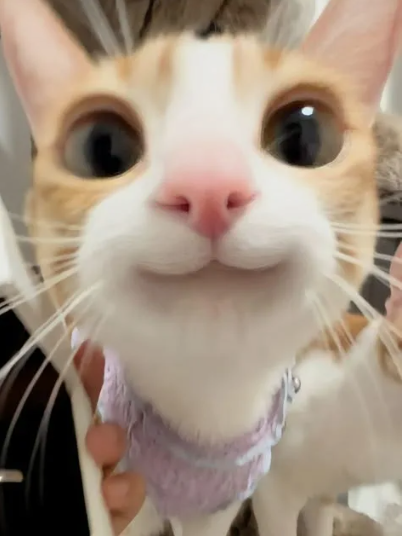 Любвеобильные котики